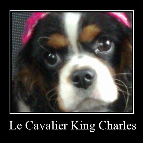 Les Cavalier King Charles Spaniel de l'affixe du hameau des bergers