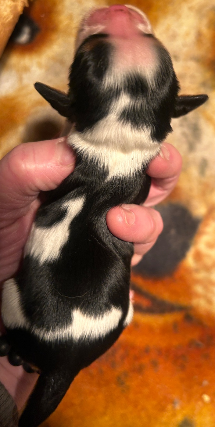 du hameau des bergers - Chiots disponibles - Cavalier King Charles Spaniel