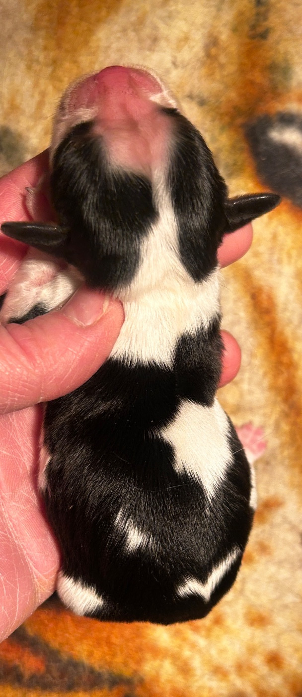 du hameau des bergers - Chiots disponibles - Cavalier King Charles Spaniel