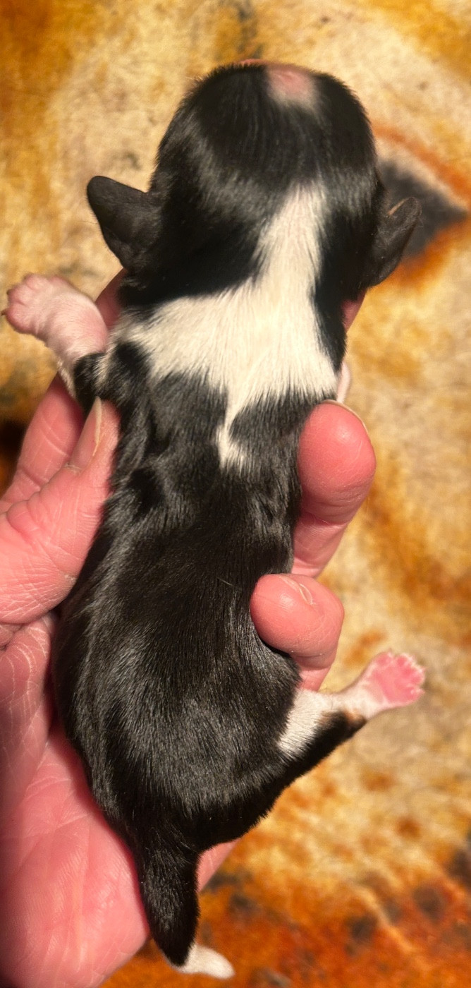 du hameau des bergers - Chiots disponibles - Cavalier King Charles Spaniel