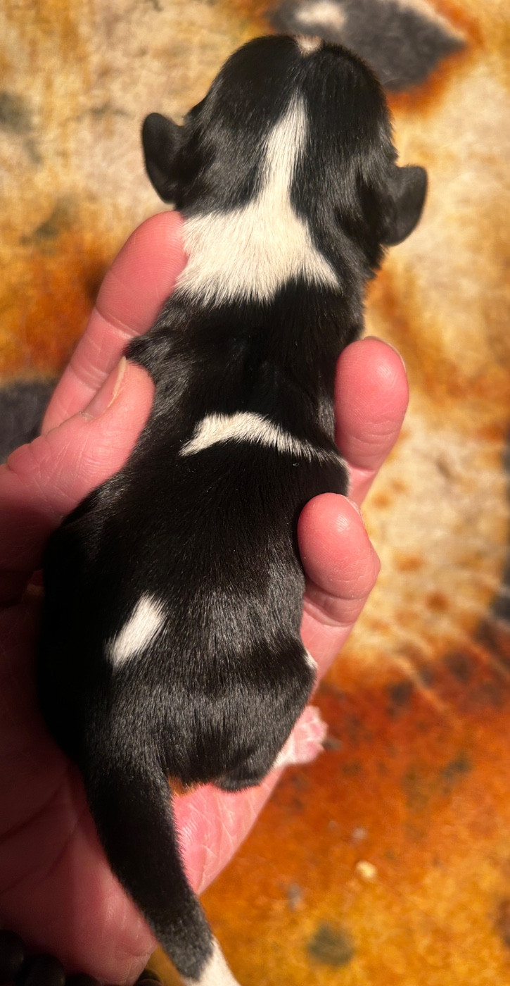 du hameau des bergers - Chiots disponibles - Cavalier King Charles Spaniel