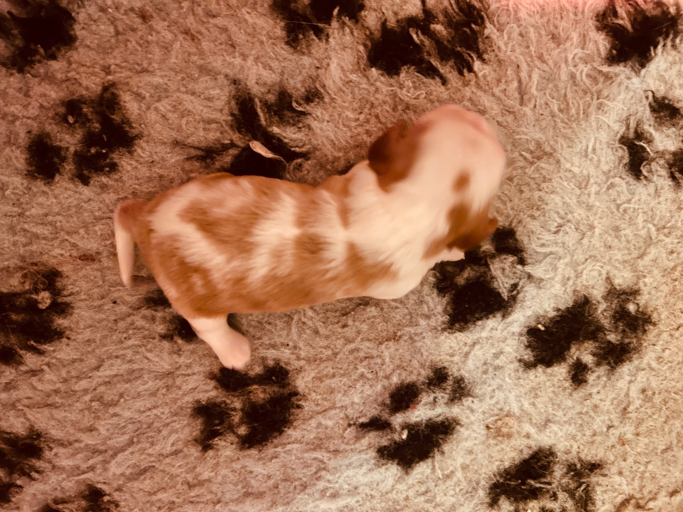 du hameau des bergers - Chiots disponibles - Cavalier King Charles Spaniel