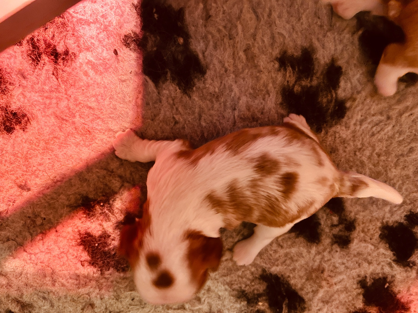 du hameau des bergers - Chiots disponibles - Cavalier King Charles Spaniel