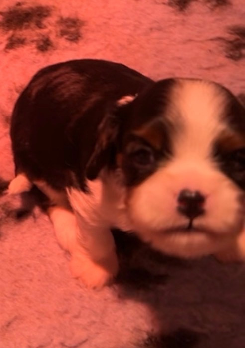 du hameau des bergers - Chiots disponibles - Cavalier King Charles Spaniel