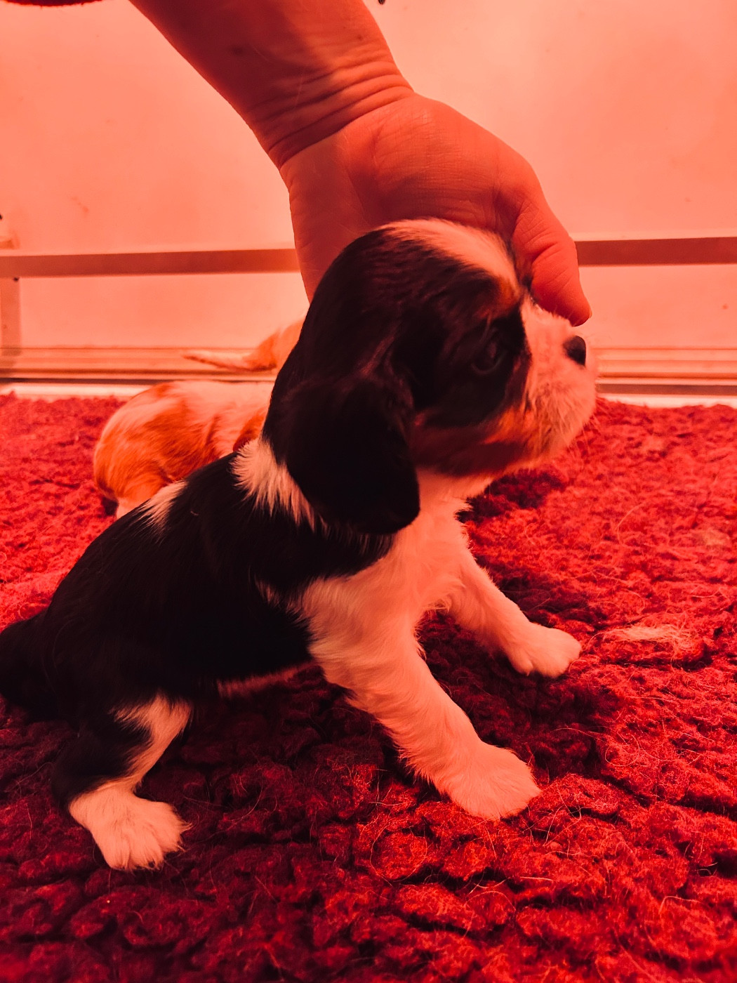 du hameau des bergers - Chiots disponibles - Cavalier King Charles Spaniel