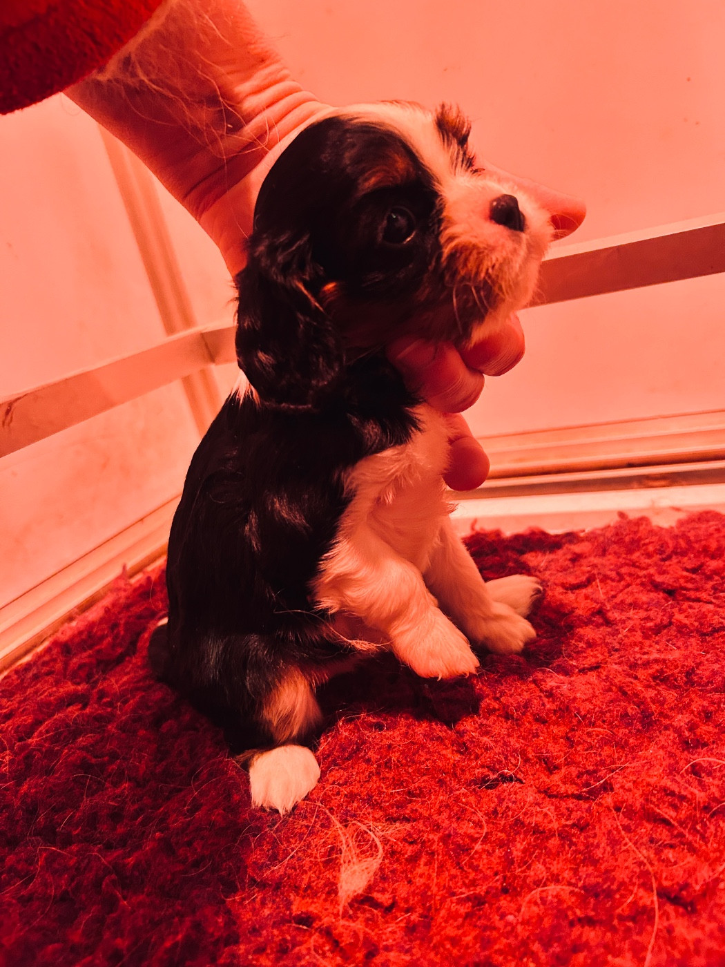 du hameau des bergers - Chiots disponibles - Cavalier King Charles Spaniel