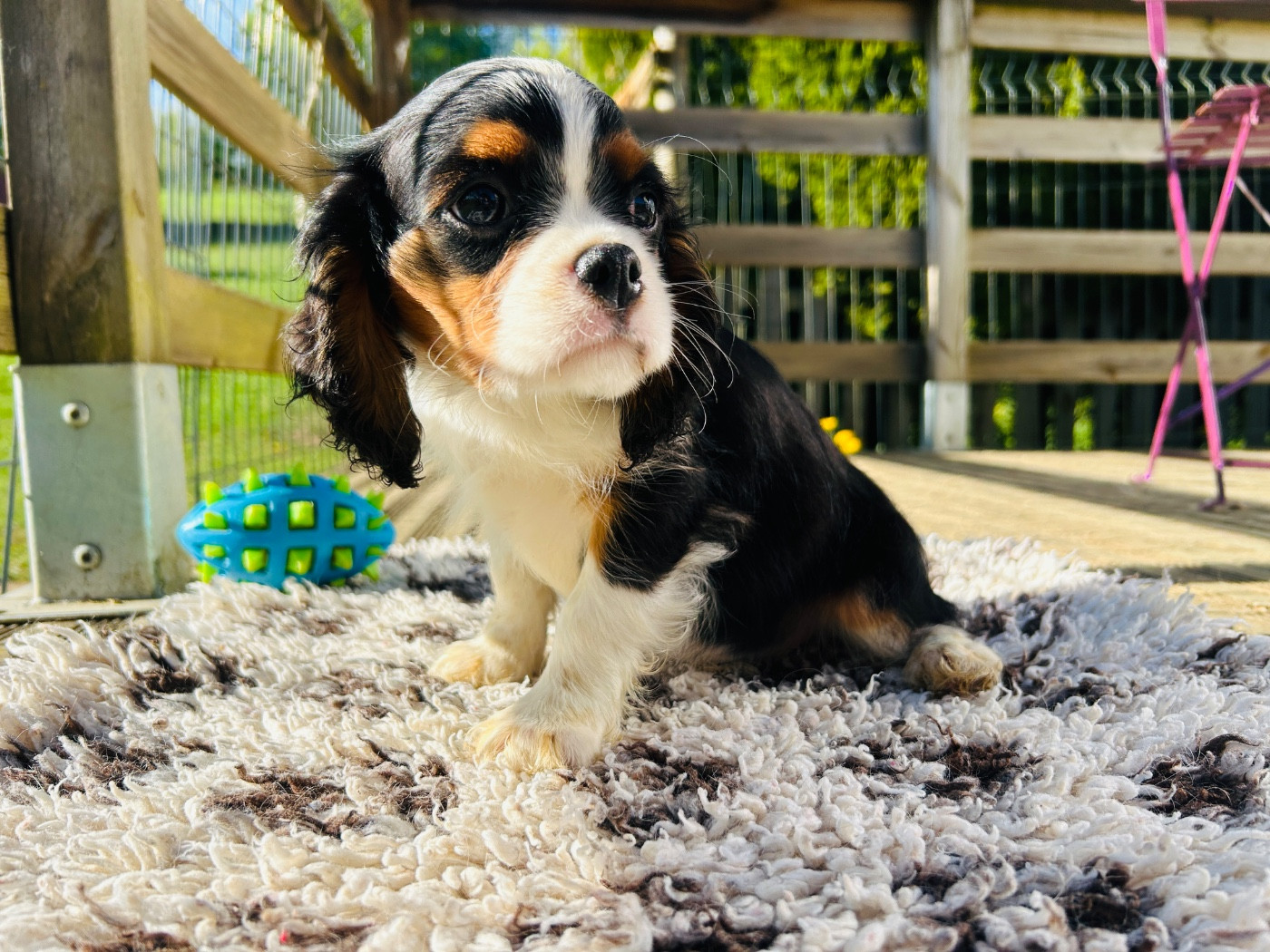 du hameau des bergers - Chiots disponibles - Cavalier King Charles Spaniel
