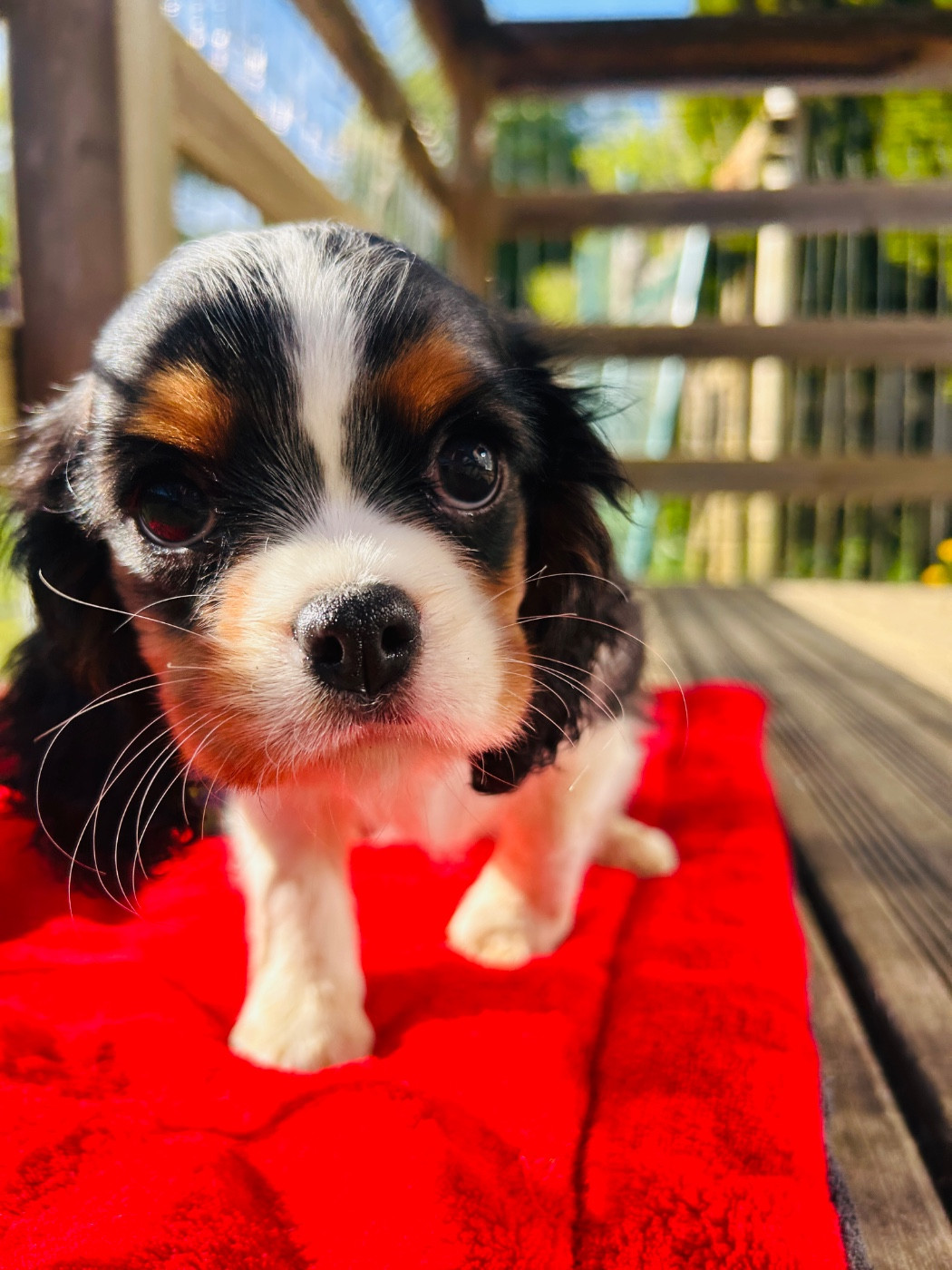 du hameau des bergers - Chiots disponibles - Cavalier King Charles Spaniel